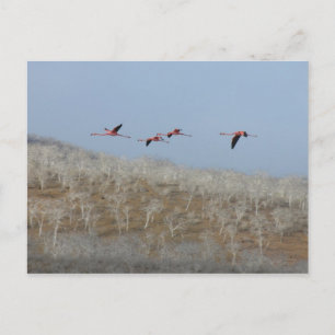 Flug der Flamingos Postkarte