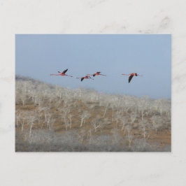 Flug der Flamingos Postkarte