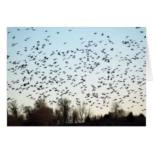 Flug der Gänse (Vorderseite (Horizontal))