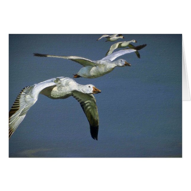 Flug der Schnee-Gänse (Vorderseite (Horizontal))