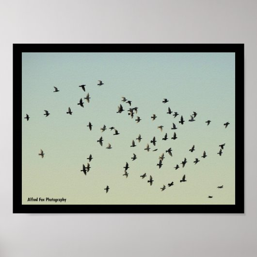Flug der Tauben Poster (Vorne)