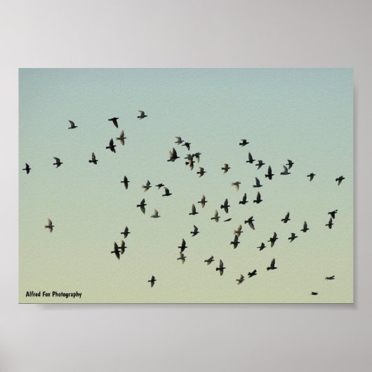 Flug der Tauben Poster (Vorne)