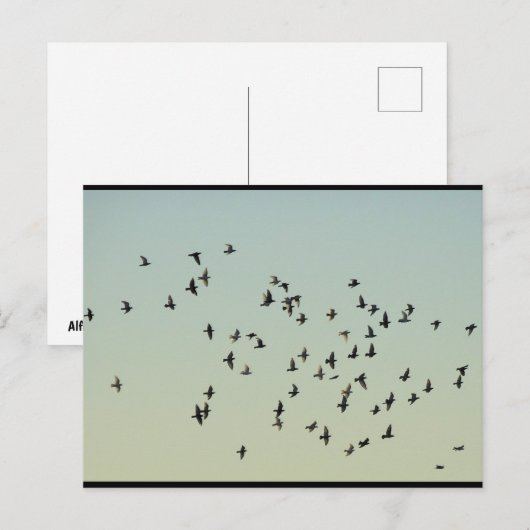 Flug der Tauben Postkarte (Vorne/Hinten)