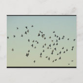 Flug der Tauben Postkarte (Vorderseite)