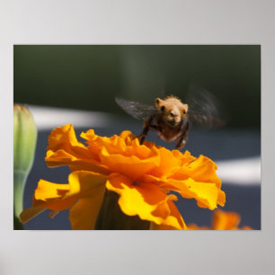 Flug des Bumblecamels Poster