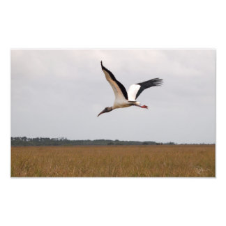 Flug eines Holzstorch-Fotos - Print Wide Fotodruck