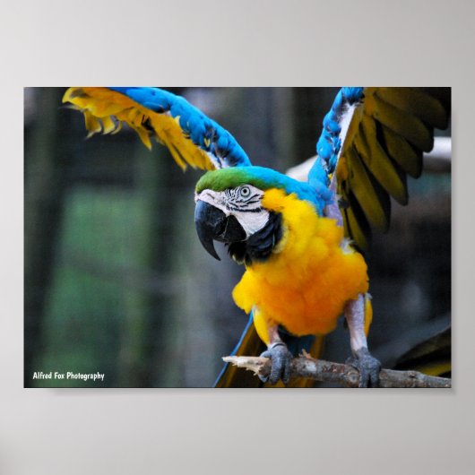 Flügel aus Gold und Saphir Poster (Vorne)