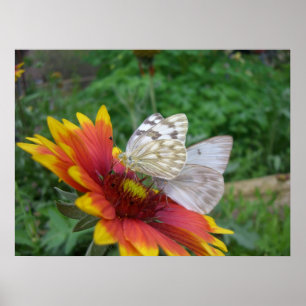 Flügel des Plakats der Anmut-(4) Poster