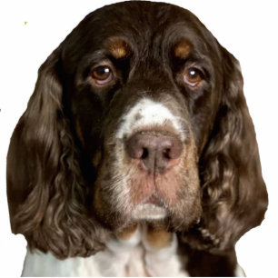 Flügel Fotoskulptur Magnet