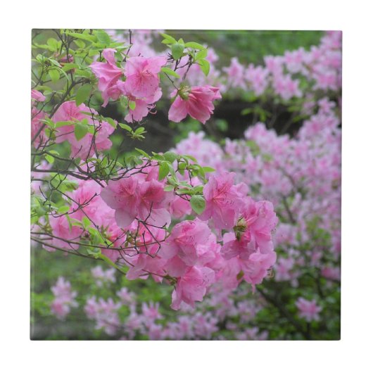 FLÜGEL KERAMIK TITEL / PINK AZALEAS FLIESE (Vorderseite)