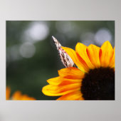 Flügel zwischen poster (Vorne)