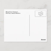 Flügeldrachen Postkarte (Rückseite)