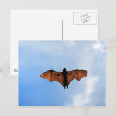 Flughund Postkarte (Vorne/Hinten)