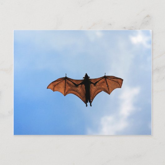 Flughund Postkarte (Vorderseite)
