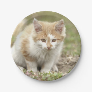 Flugzeug aus Papier. Foto Katze, Haustier. Papierp Pappteller
