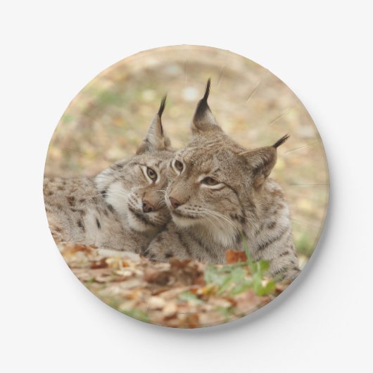 Flugzeug aus Papier. Foto Lynx. Pappteller (Vorderseite)