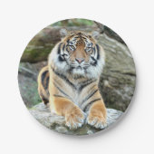 Flugzeug aus Papier. Foto tiger 04. Papierplatte Pappteller (Vorderseite)