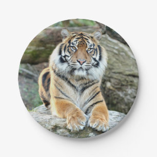 Flugzeug aus Papier. Foto tiger 04. Papierplatte Pappteller