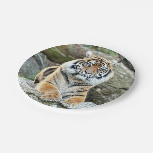 Flugzeug aus Papier. Foto tiger 04. Papierplatte Pappteller (Schrägansicht)