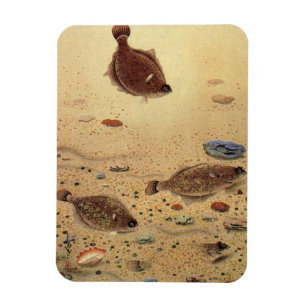 Flundern oder Plattfische, Vintage Meeresleben Oze Magnet