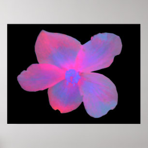 Fluoreszenz Begonia Blume drucken Poster