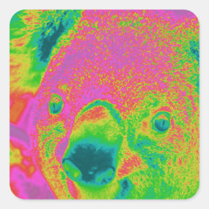 fluoreszierende Koala-Bären Quadratischer Aufkleber