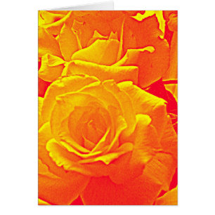 fluoreszierende Rose orange
