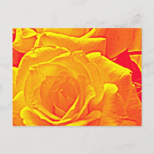 fluoreszierende Rose orange Postkarte (Vorderseite)