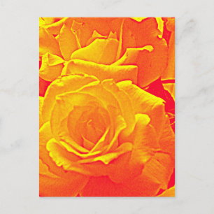 fluoreszierende Rose orange Postkarte