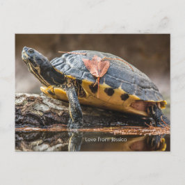 Fluss Cooter Turtle Postcard Postkarte