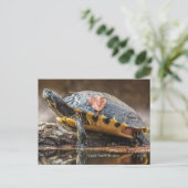 Fluss Cooter Turtle Postcard Postkarte (Stehend Vorderseite)