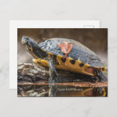 Fluss Cooter Turtle Postcard Postkarte (Vorne/Hinten)