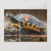 Fluss Cooter Turtle Postcard Postkarte (Vorderseite)