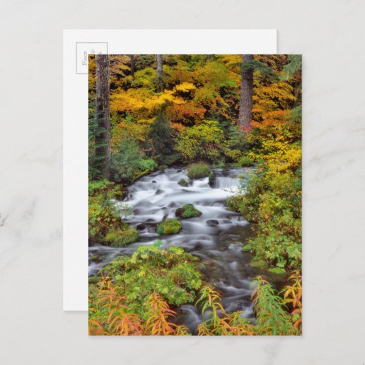 Fluss durch Wald, Fall, Oregon Postkarte (Vorne/Hinten)