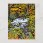 Fluss durch Wald, Fall, Oregon Postkarte (Vorderseite)