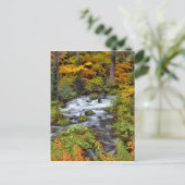 Fluss durch Wald, Fall, Oregon Postkarte (Stehend Vorderseite)