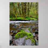 Fluss im grünen Wald, Oregon Poster (Vorne)
