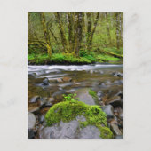 Fluss im grünen Wald, Oregon Postkarte (Vorderseite)