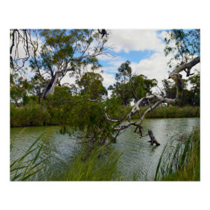 Fluss Murray Australia, Tree Branches, Poster