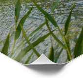 Fluss Murray Australia, Tree Branches, Poster (Ecke)
