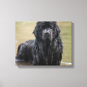 Fluss Neufundland Leinwand Foto