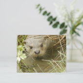 Fluss Otter Habitat Postcard Postkarte (Stehend Vorderseite)
