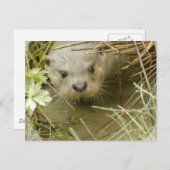 Fluss Otter Habitat Postcard Postkarte (Vorne/Hinten)