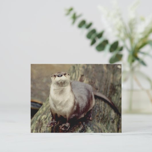 Fluss Otter Posing Postkarte (Stehend Vorderseite)