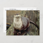 Fluss Otter Posing Postkarte (Vorne/Hinten)