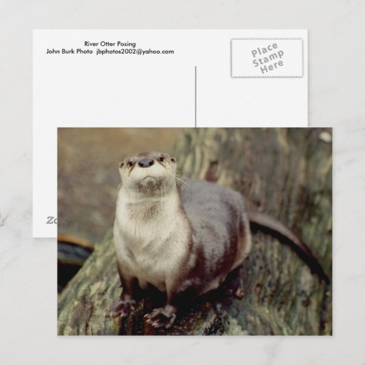 Fluss Otter Posing Postkarte (Vorne/Hinten)