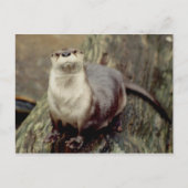 Fluss Otter Posing Postkarte (Vorderseite)