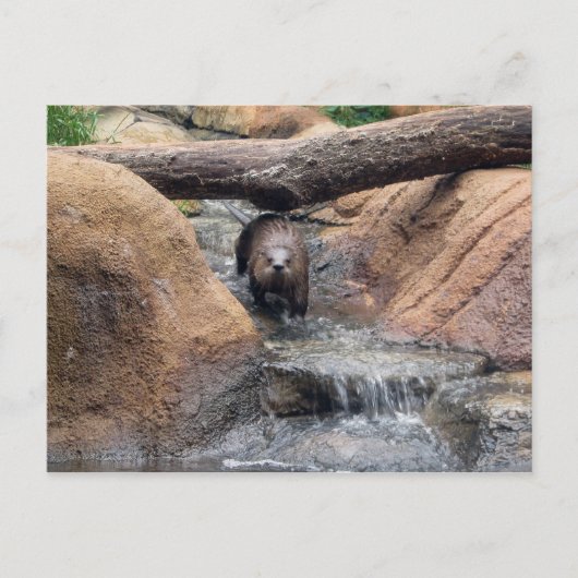 Fluss Otter Postcard Postkarte (Vorderseite)
