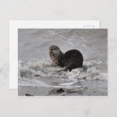 Fluss Otter Postkarte (Vorne/Hinten)