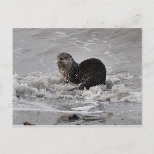 Fluss Otter Postkarte (Vorderseite)